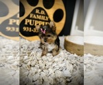 Small #4 Yorkshire Terrier