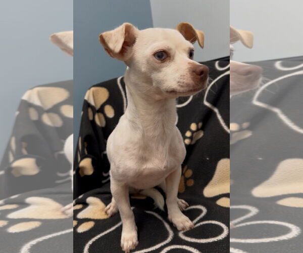 Medium Photo #4 Chiweenie Puppy For Sale in Weston, FL, USA