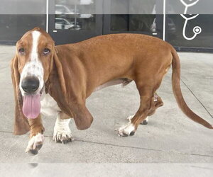 Basset Hound Dogs for adoption in Deepwater, NJ, USA