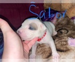 Puppy Saber American Bully