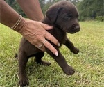Small Photo #13 Shepradors Puppy For Sale in LEXINGTON, SC, USA