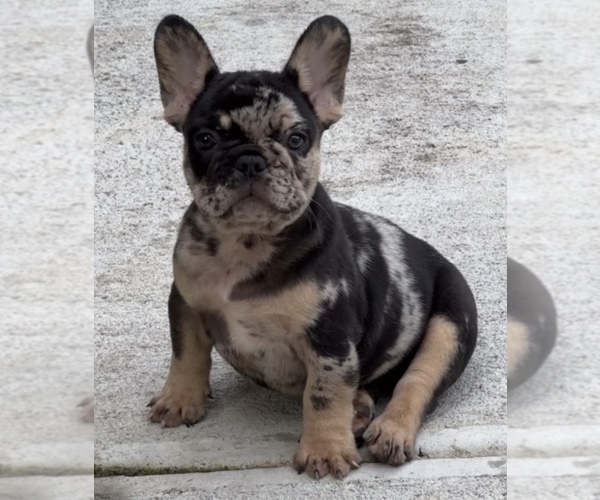 Medium Photo #1 French Bulldog Puppy For Sale in FREEPORT, NY, USA