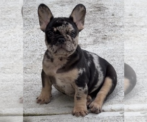 French Bulldog Puppy for sale in FREEPORT, NY, USA
