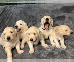 Golden Retriever Puppy for sale in MURRAY, UT, USA