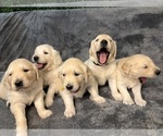 Small Golden Retriever