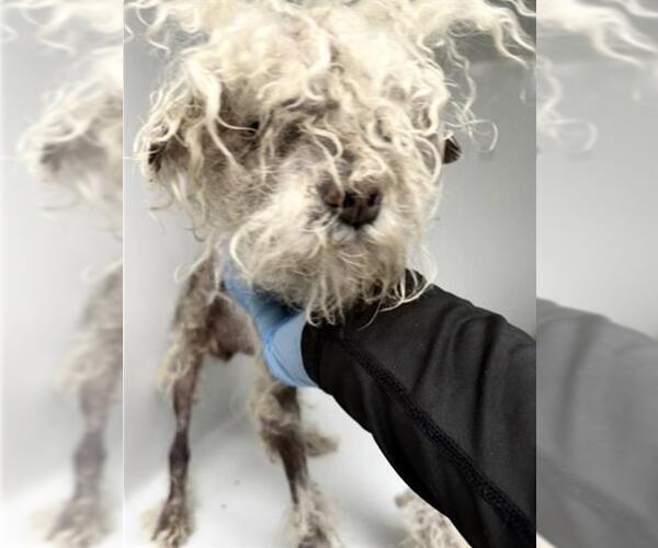 Medium Photo #1 Poodle (Miniature) Puppy For Sale in Houston, TX, USA