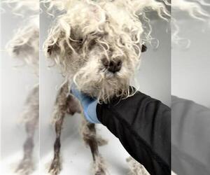 Poodle (Miniature) Dogs for adoption in Houston, TX, USA