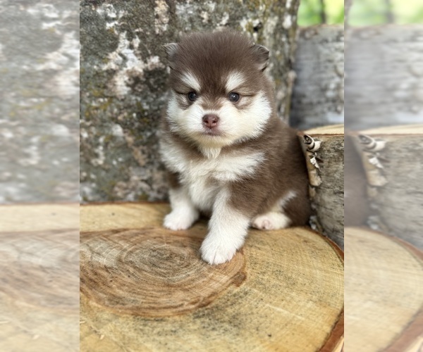 Medium Photo #13 Pomsky Puppy For Sale in STAPLES, MN, USA