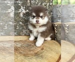 Small #12 Pomsky