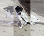 Small #1 Anatolian Shepherd-Great Pyrenees Mix
