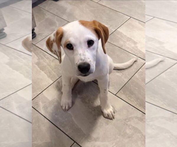 Medium Photo #1 Labrenees Puppy For Sale in Alexander, AR, USA