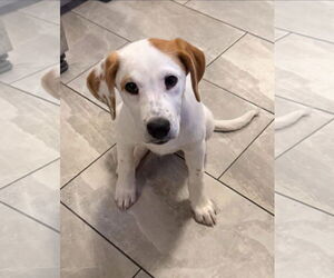 Labrenees Dogs for adoption in Alexander, AR, USA