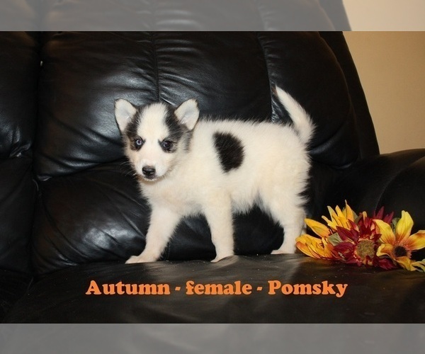 Medium Photo #1 Pomsky Puppy For Sale in CLARKRANGE, TN, USA