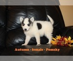 Small Photo #1 Pomsky Puppy For Sale in CLARKRANGE, TN, USA