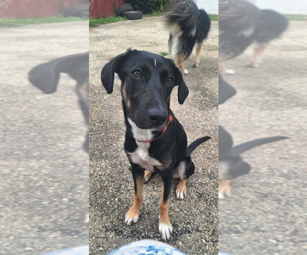 Medium Photo #3 Mutt Puppy For Sale in Aurora, IN, USA