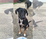 Small #2 Mutt
