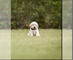 Puppy Puppy F Labrador Retriever