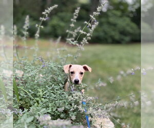 Pistachio - Male Chihuahua-Unknown Mix Dog for Adoption - Photo #7