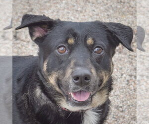 German Shepherd Dog-Unknown Mix Dogs for adoption in Huntley, IL, USA