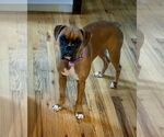 Small #1 Boxer