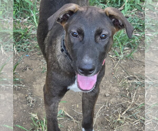 Medium Photo #3 Retriever -Unknown Mix Puppy For Sale in Washington, DC, USA