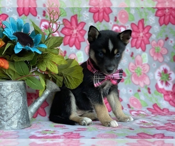 Medium Photo #4 Pomsky Puppy For Sale in LANCASTER, PA, USA