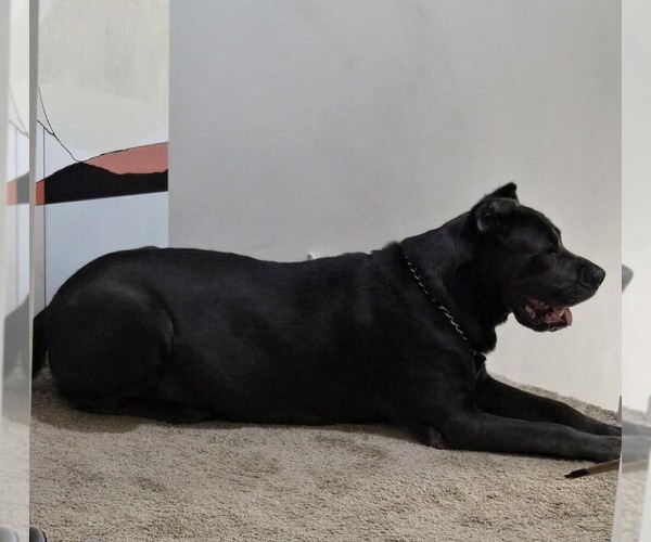 Medium Photo #1 Cane Corso Puppy For Sale in LOUISVILLE, KY, USA