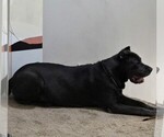 Small Photo #1 Cane Corso Puppy For Sale in LOUISVILLE, KY, USA