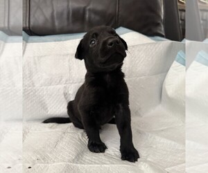 Medium Labrador Retriever