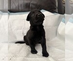 Puppy Kuma Labrador Retriever