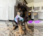 Small Photo #4 German Shepherd Dog Puppy For Sale in VALLEJO, CA, USA