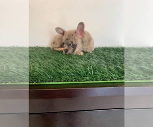 French Bulldog Puppy for sale in CHULA VISTA, CA, USA