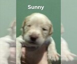 Small Photo #7 Labradoodle-Labrador Retriever Mix Puppy For Sale in MYRTLE BEACH, SC, USA