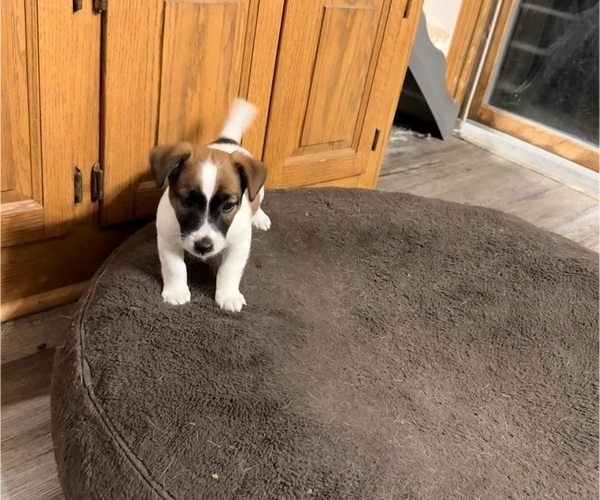 Medium Photo #1 Jack Russell Terrier Puppy For Sale in FREEMAN, MO, USA