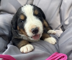 Bernese Mountain Dog Puppy for sale in SECOR, IL, USA