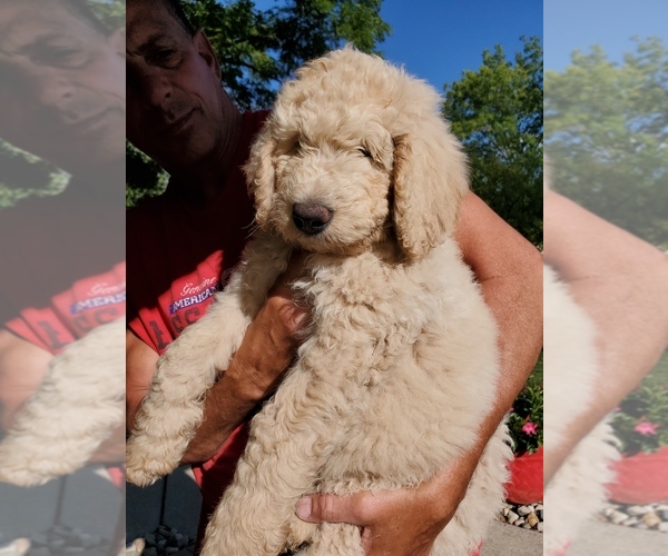 Medium Photo #6 Goldendoodle Puppy For Sale in AUBURN, IN, USA