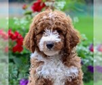 Small #3 Goldendoodle (Miniature)