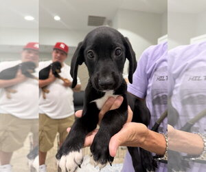 Mutt Dogs for adoption in Hilton Head, SC, USA