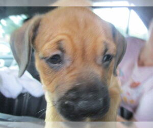 Black Mouth Cur Dogs for adoption in Ocala, FL, USA