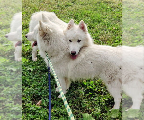Medium Photo #6 Huskies -Unknown Mix Puppy For Sale in Cottage Grove, MN, USA