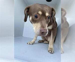 American Pit Bull Terrier-Labrador Retriever Mix Dogs for adoption in Houston, TX, USA