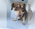 Small American Pit Bull Terrier-Labrador Retriever Mix