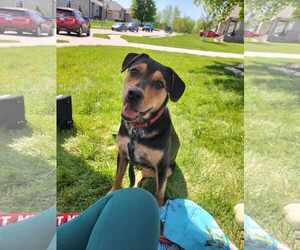 Mutt Dogs for adoption in Gretna, NE, USA