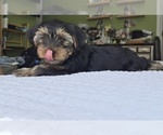 Small #39 Yorkshire Terrier