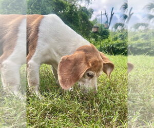Macie - Female Beagle Dog for Adoption - Photo #3