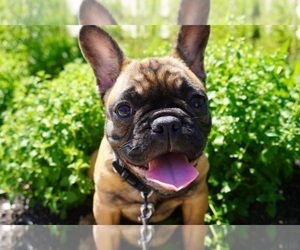 French Bulldog Puppy for sale in BLOOMINGDALE, IL, USA