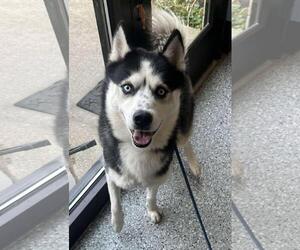 Medium Huskies  Mix