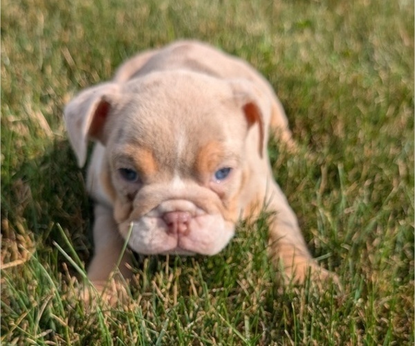 Medium Photo #8 English Bulldog Puppy For Sale in GOSHEN, IN, USA