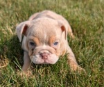 Small #7 English Bulldog