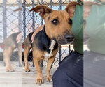 Small #1 Mutt